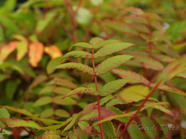 Rhus glabra.jpg